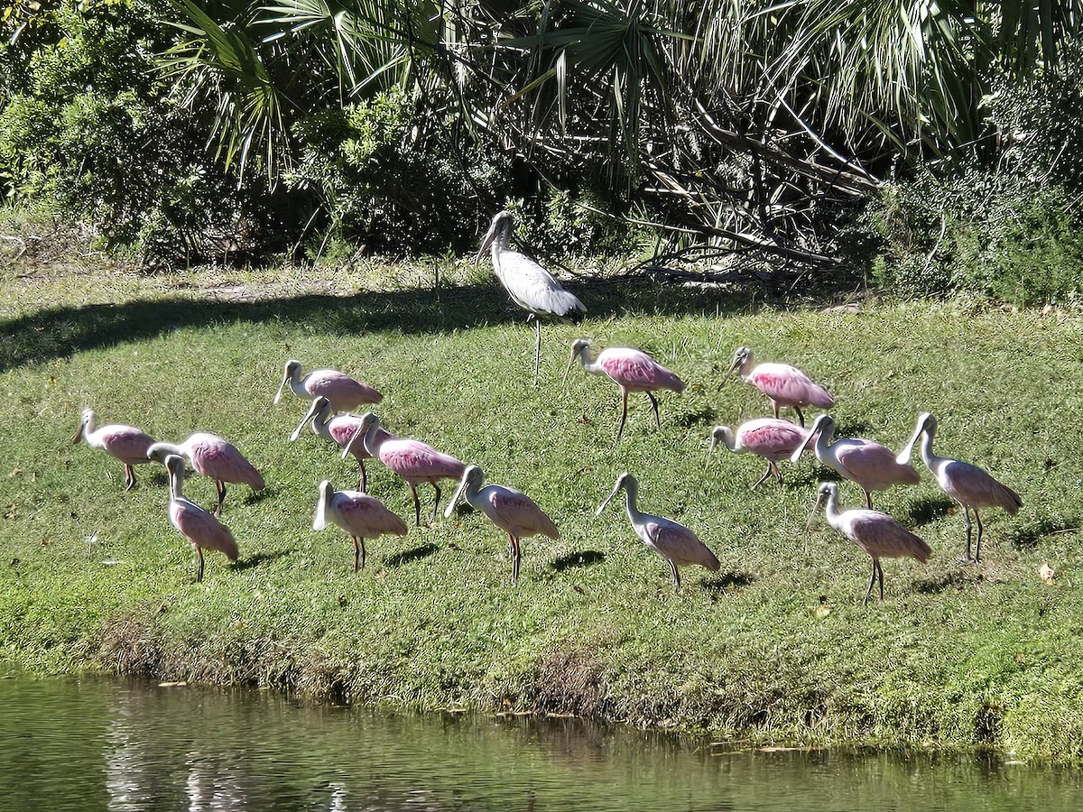 Roseate Spoonbill - ML643438959