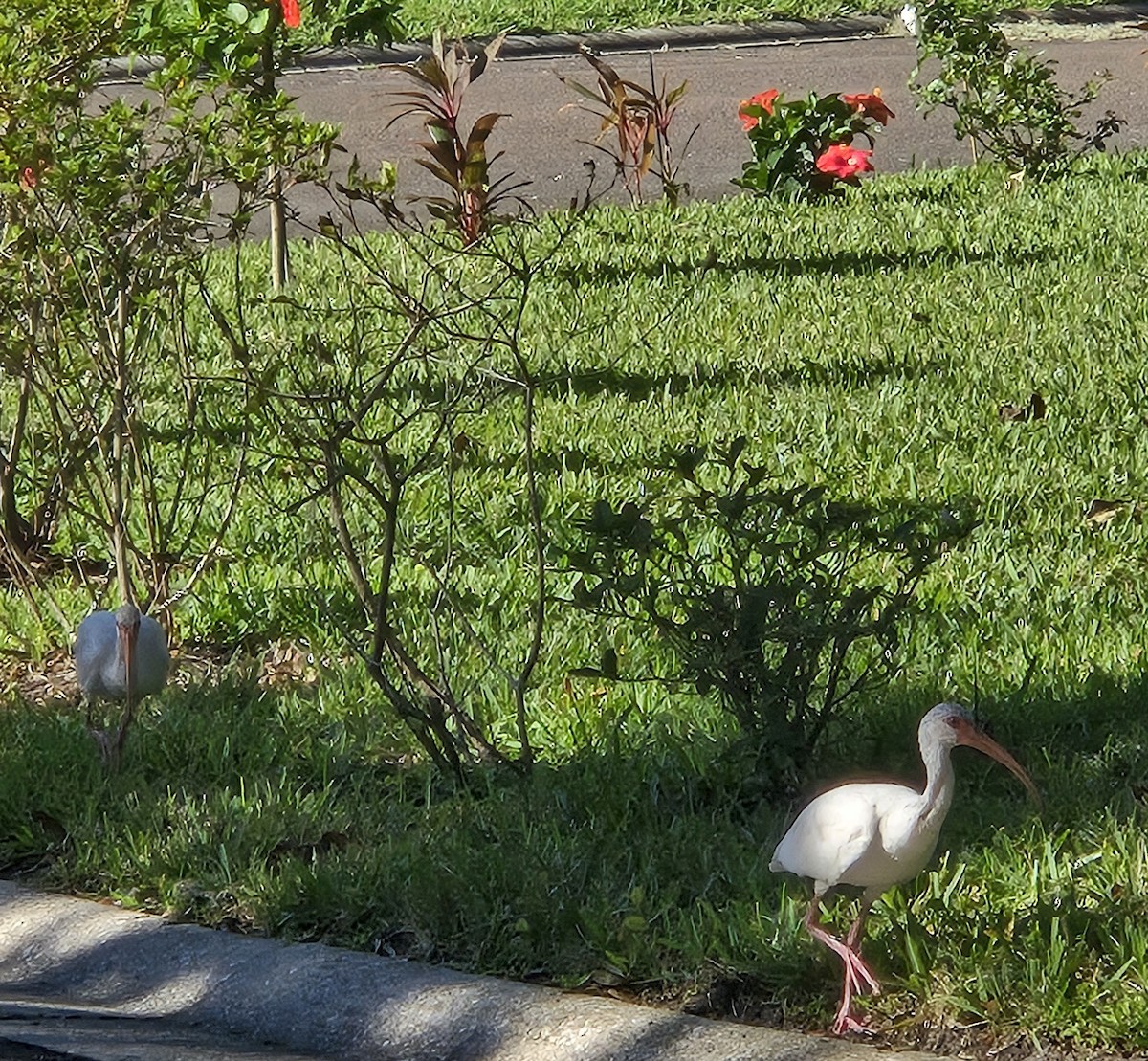 Ibis blanc - ML643438976