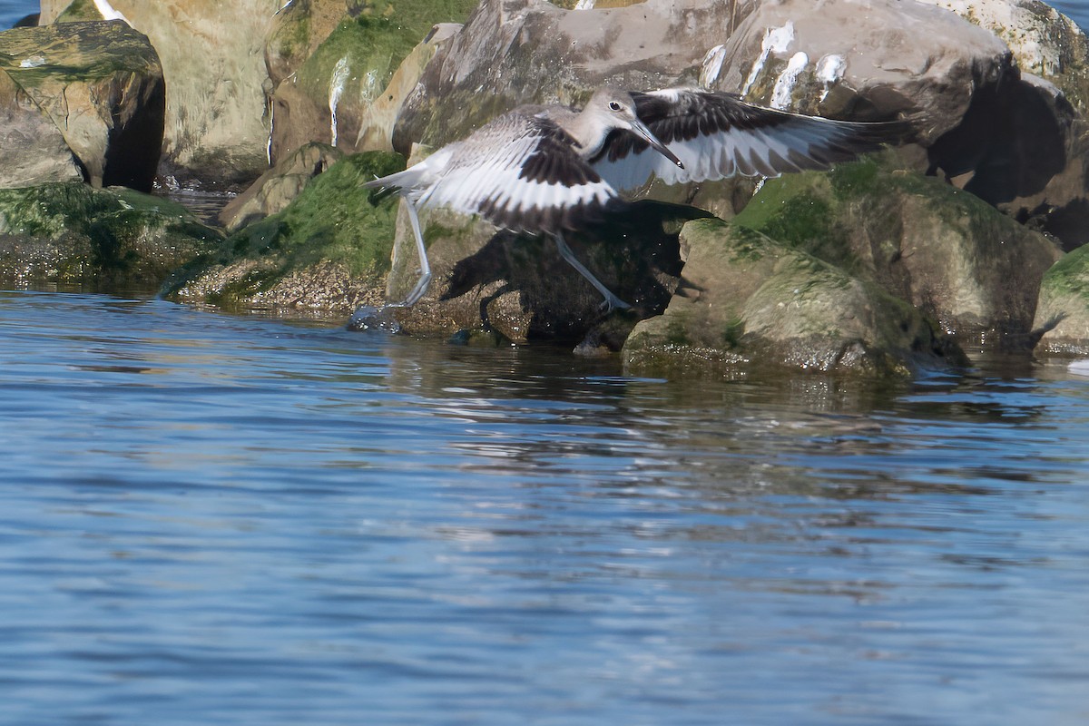 Willet - ML643438979