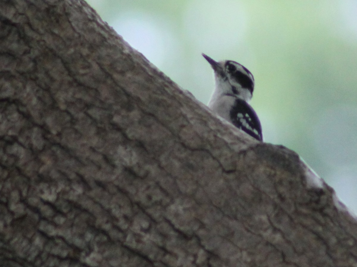 Downy Woodpecker - ML643438987