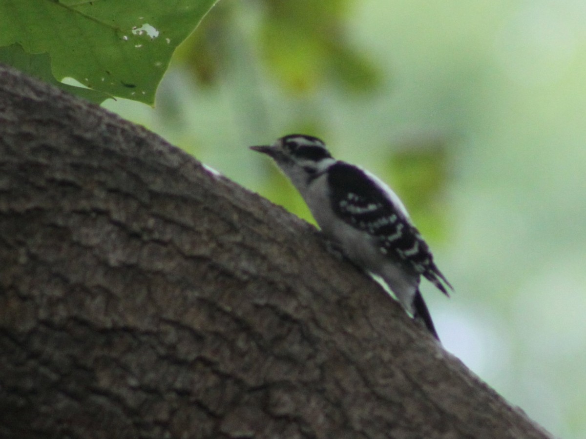 Downy Woodpecker - ML643438988