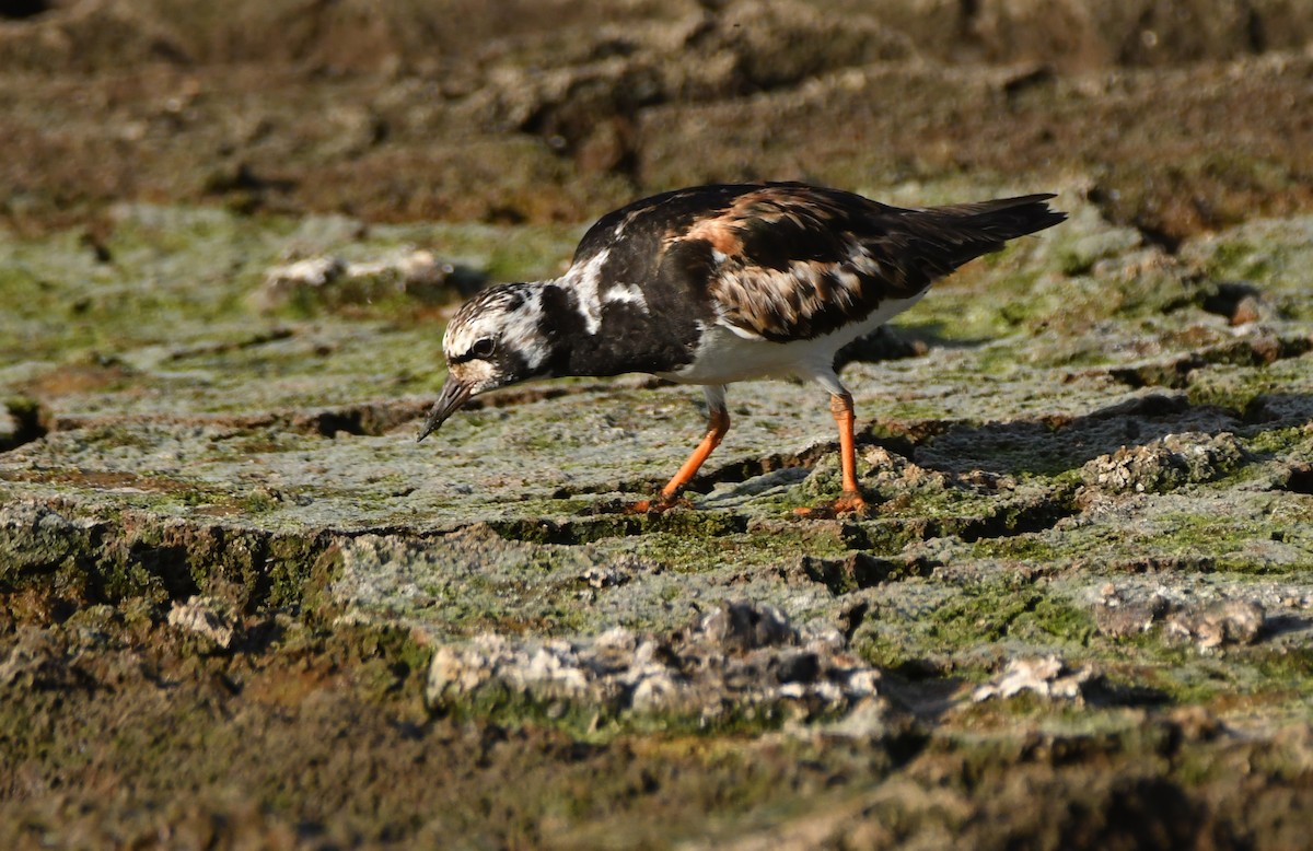 Ruddy Turnstone - ML643438989