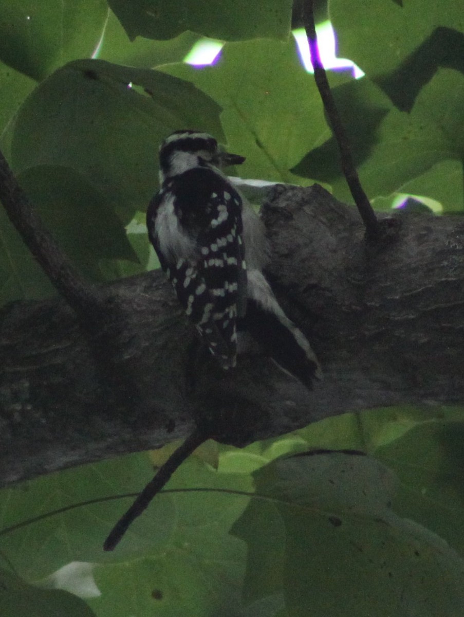 Downy Woodpecker - ML643438990