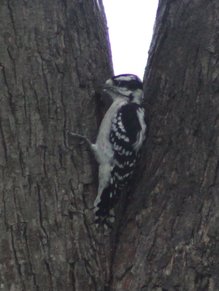 Downy Woodpecker - ML643438991