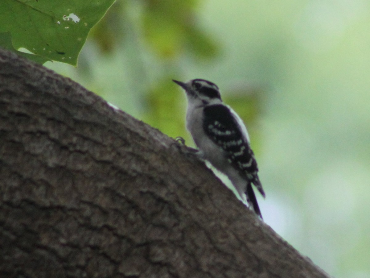 Downy Woodpecker - ML643438992