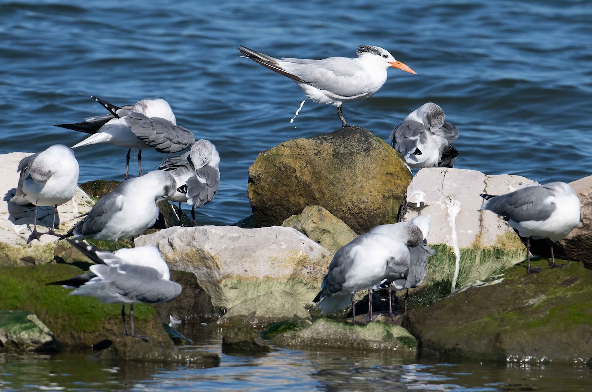 Royal Tern - ML643439009