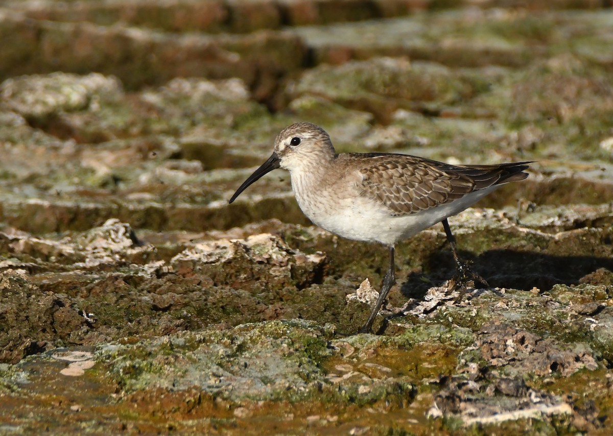 Curlew Sandpiper - ML643439021