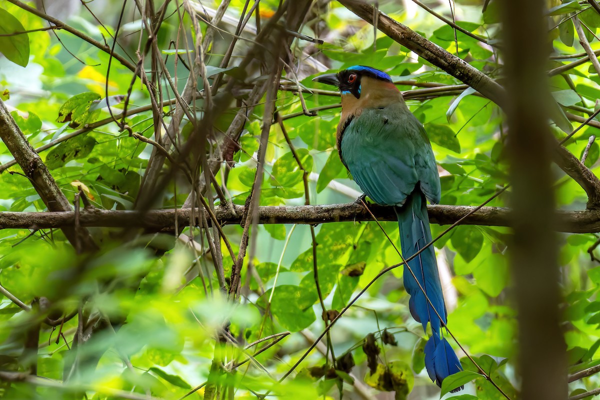 Amazonian Motmot - ML643439024