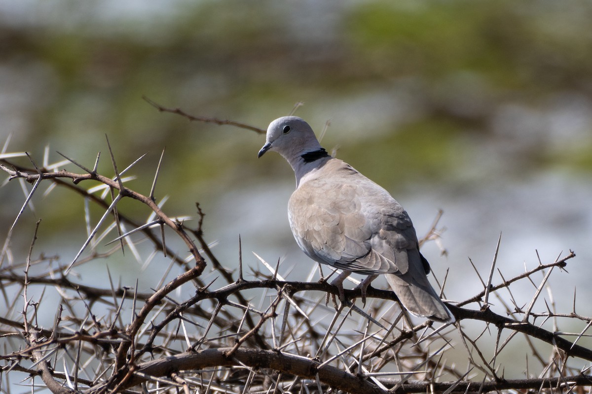 Ring-necked Dove - ML643439025