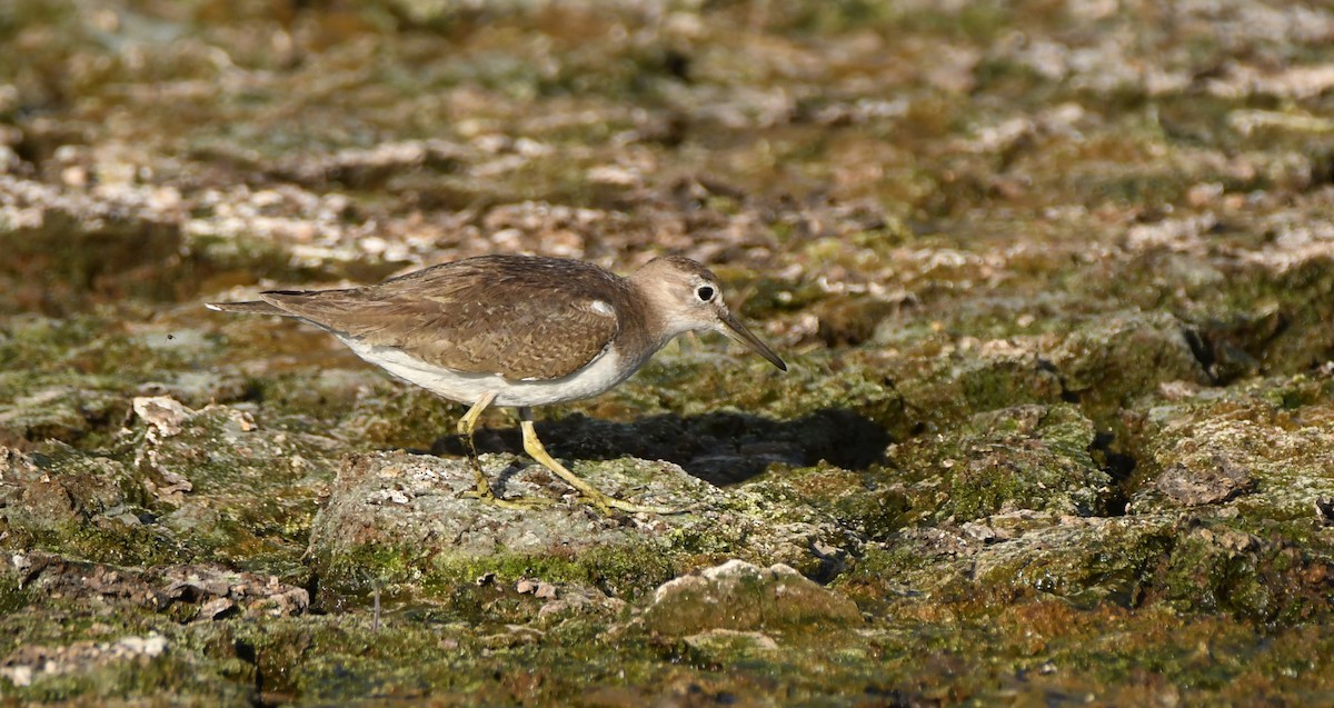 Common Sandpiper - ML643439031