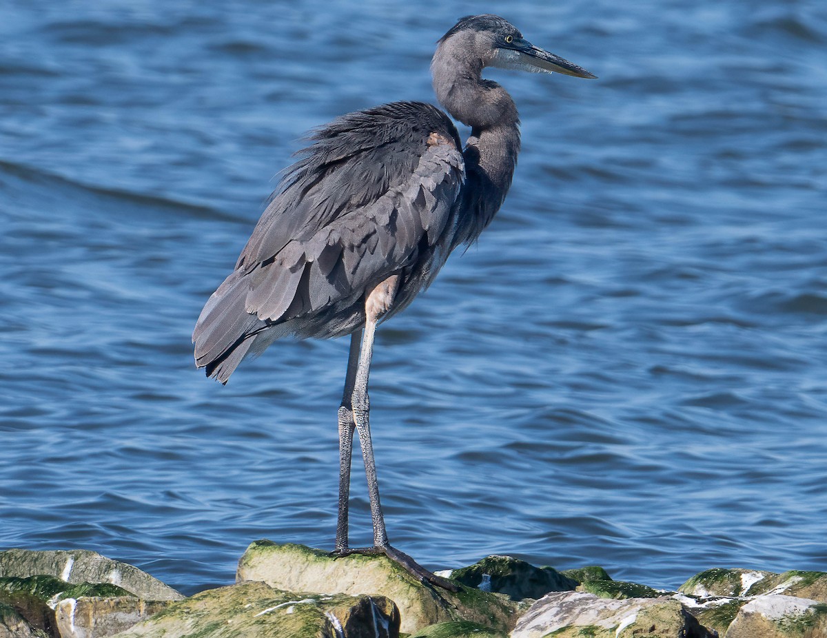 Great Blue Heron - ML643439032