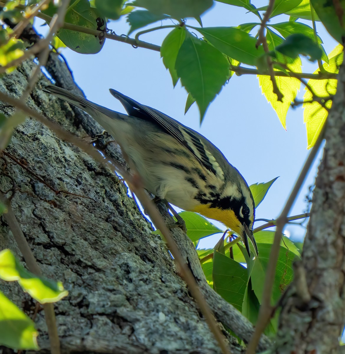 Goldkehl-Waldsänger (dominica/stoddardi) - ML643439046