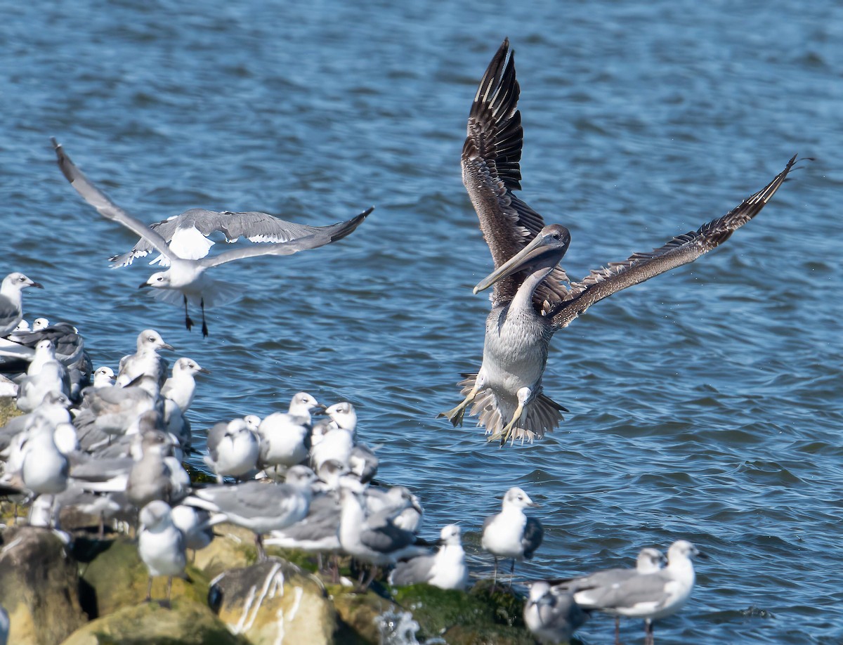 Brown Pelican - ML643439051