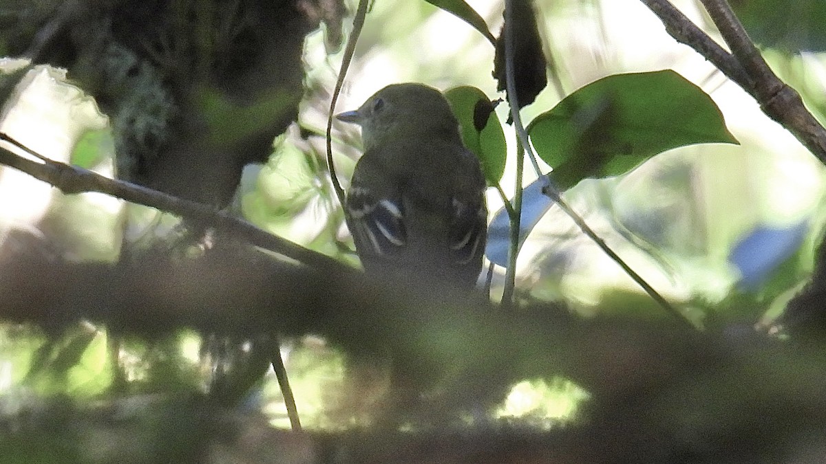 Mosquero Verdoso - ML643439058