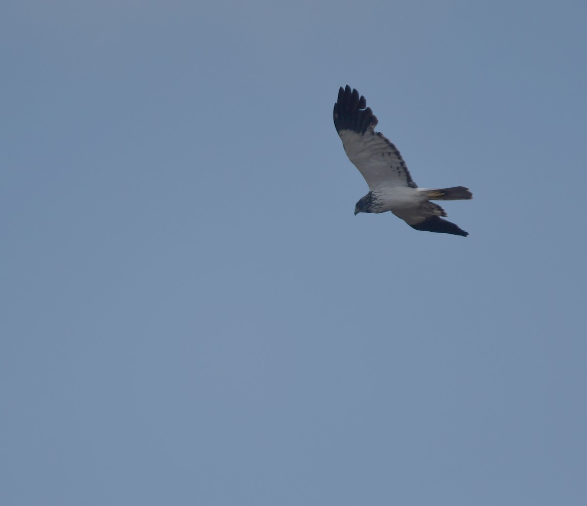 Reunion Harrier - ML643439068