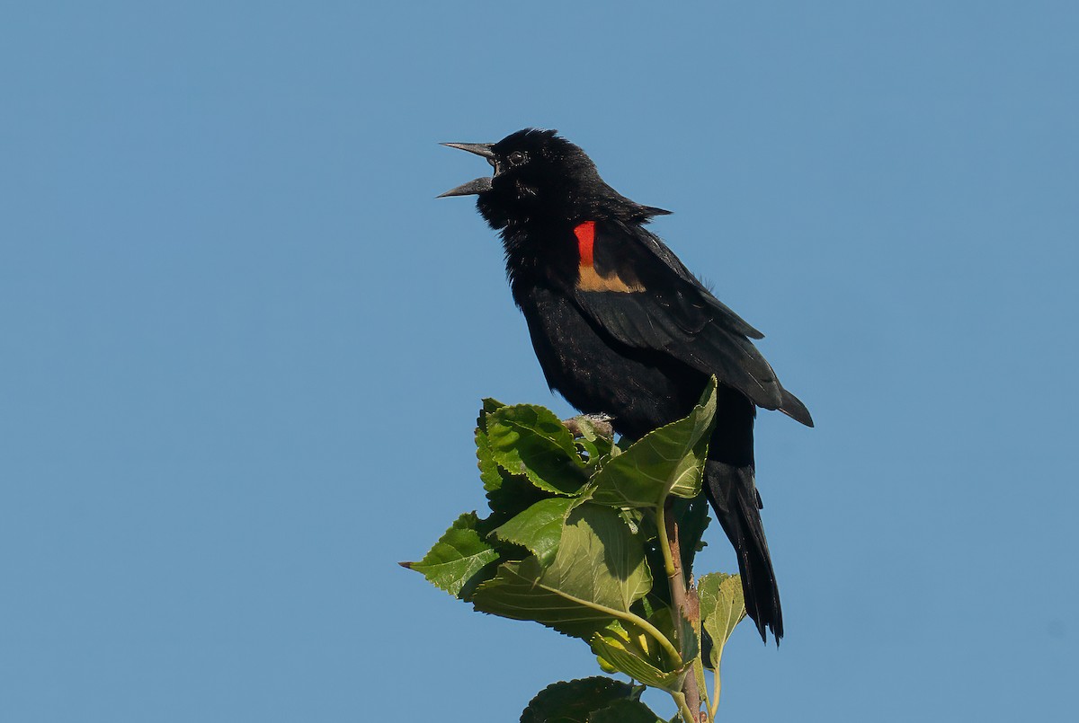 Red-winged Blackbird - ML643439069