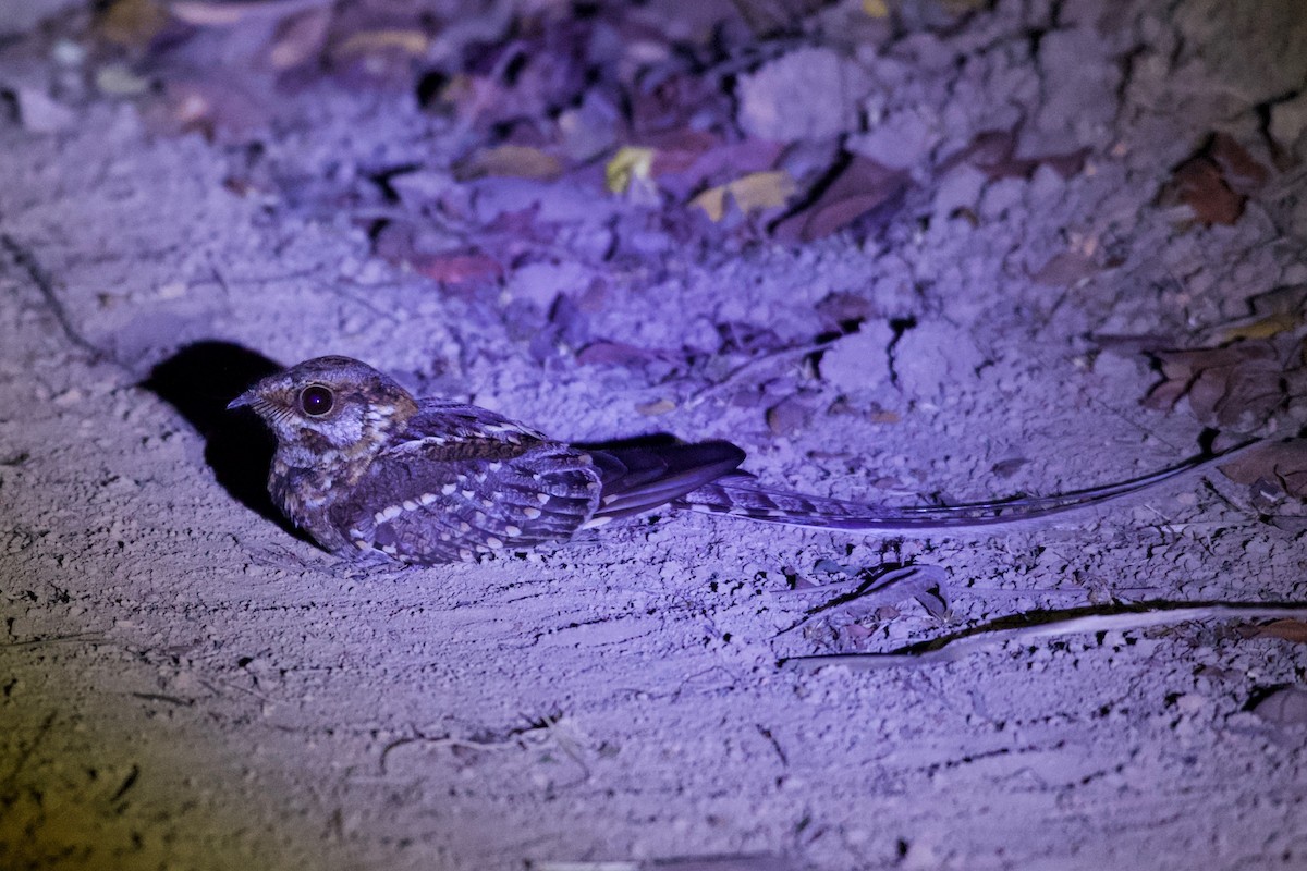 Scissor-tailed Nightjar - ML643439096