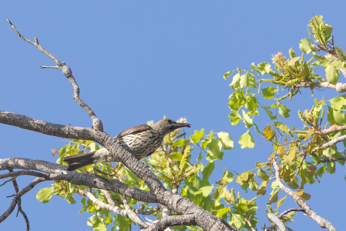 Olive-backed Oriole - ML643439097