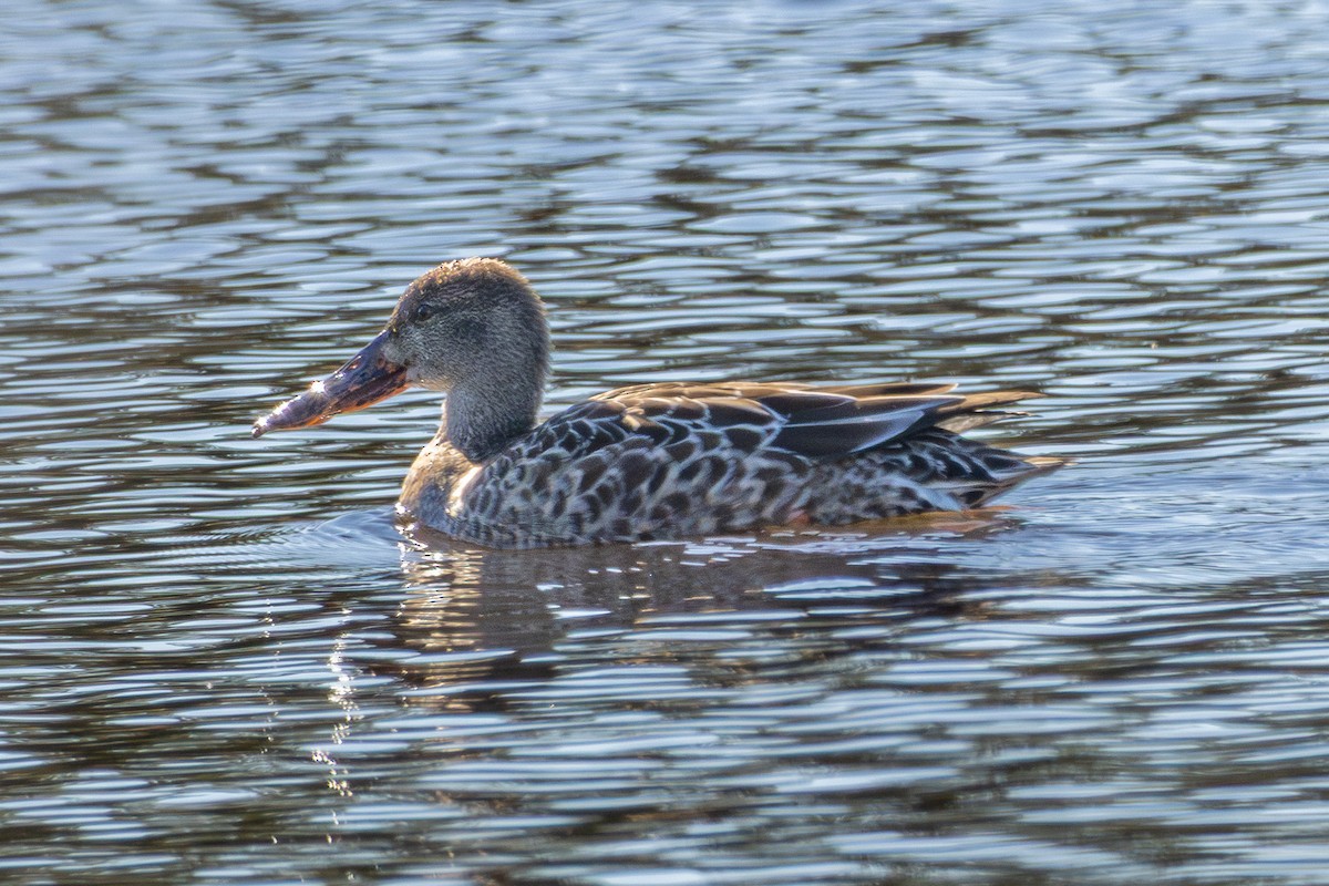 Canard souchet - ML643439101