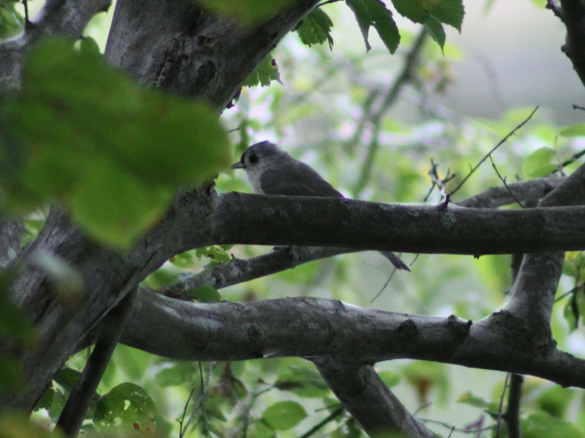 Tufted Titmouse - ML643439124