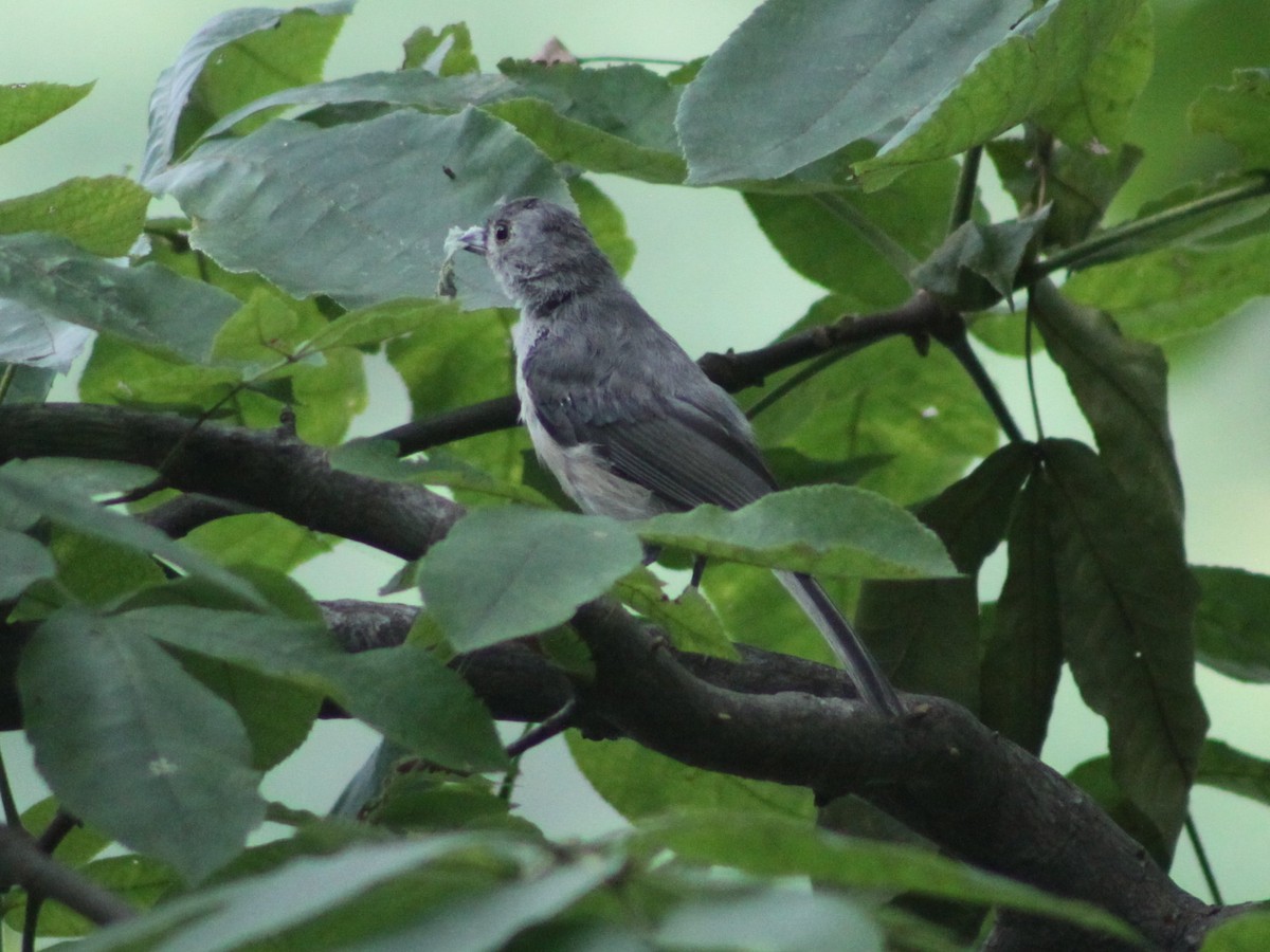 Tufted Titmouse - ML643439125