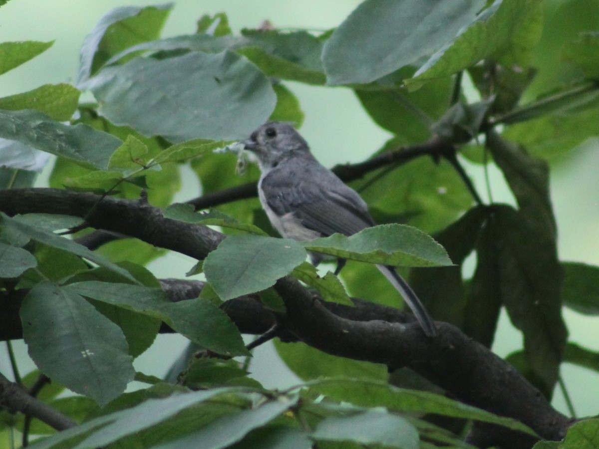 Tufted Titmouse - ML643439126