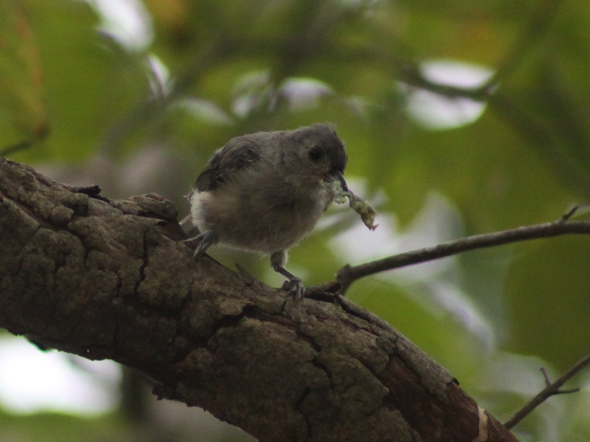 Tufted Titmouse - ML643439127