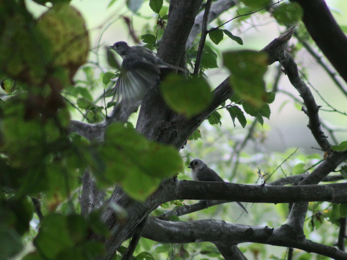 Tufted Titmouse - ML643439128