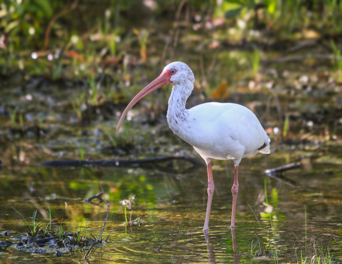 White Ibis - ML643439141