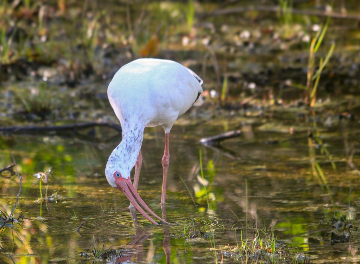 White Ibis - ML643439142