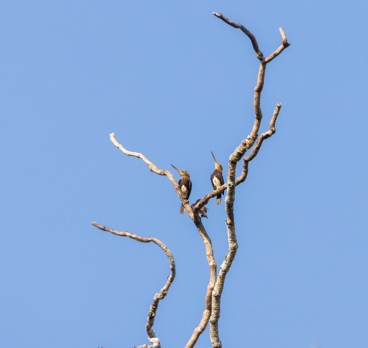 Brown Jacamar - ML643439144