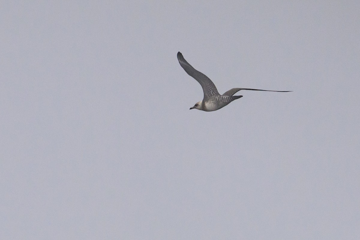 Long-tailed Jaeger - ML643439147