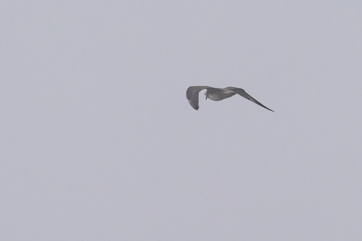 Long-tailed Jaeger - ML643439148
