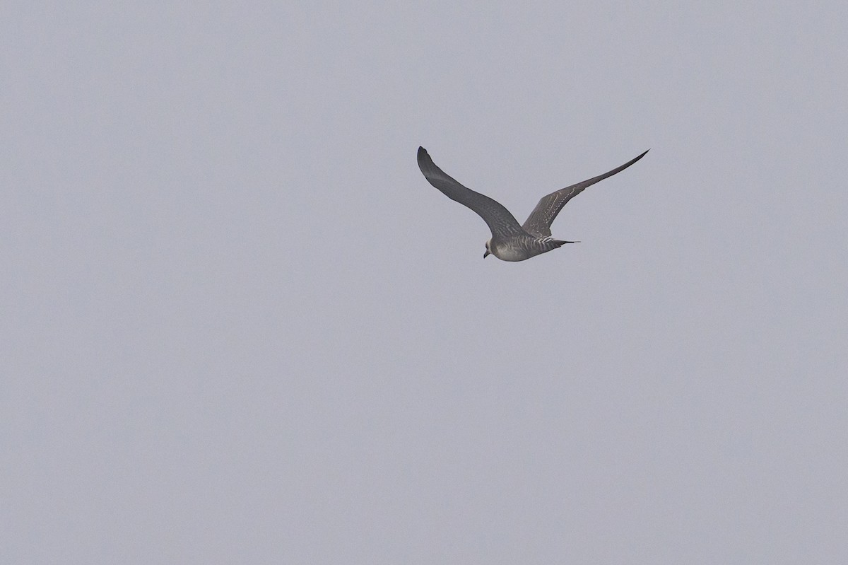 Long-tailed Jaeger - ML643439149