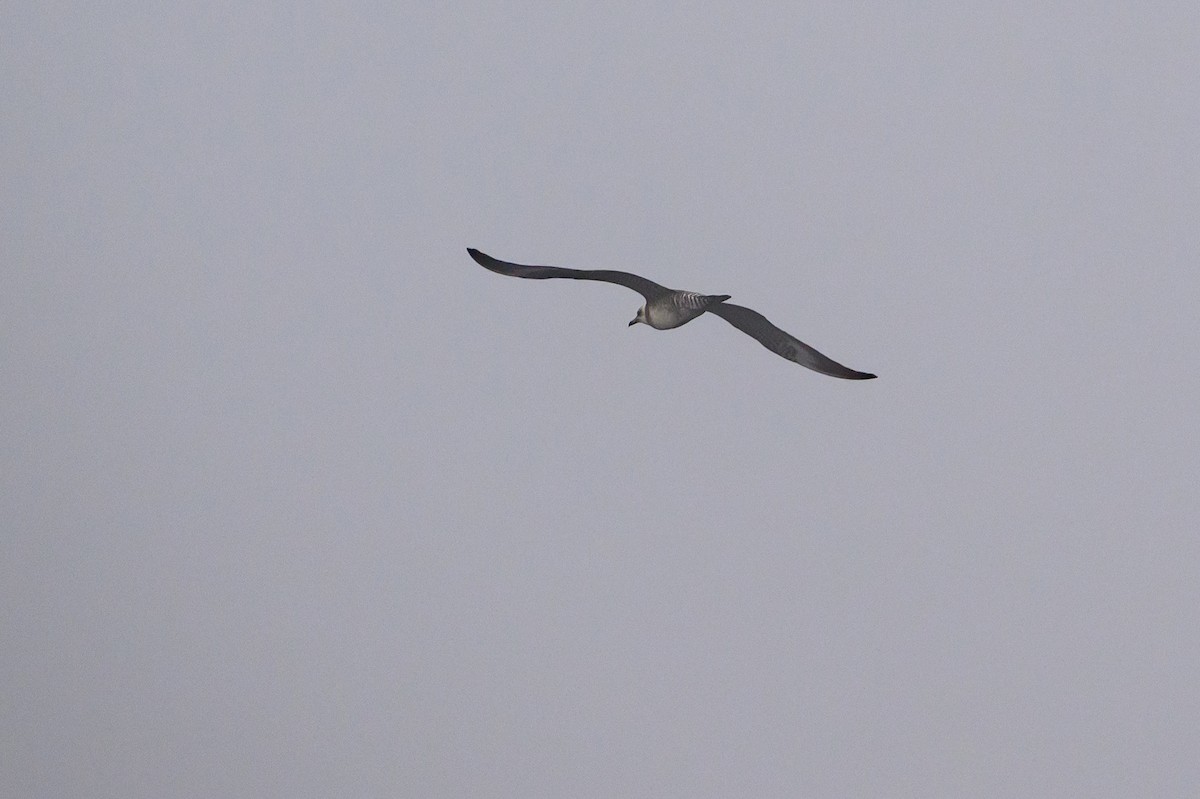 Long-tailed Jaeger - ML643439150