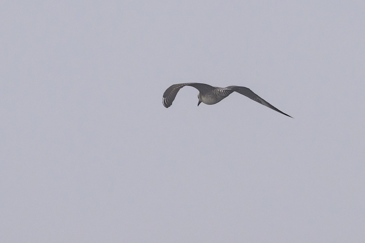 Long-tailed Jaeger - ML643439151