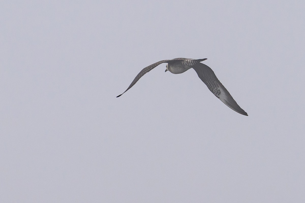 Long-tailed Jaeger - ML643439152