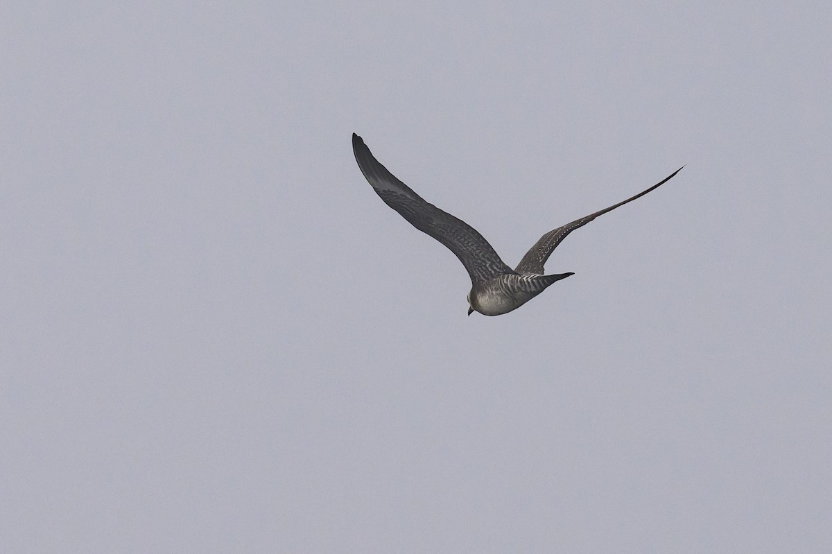 Long-tailed Jaeger - ML643439153