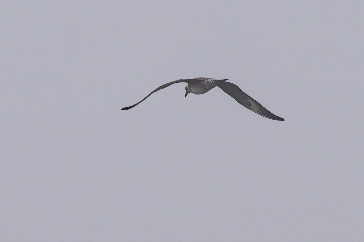 Long-tailed Jaeger - ML643439154