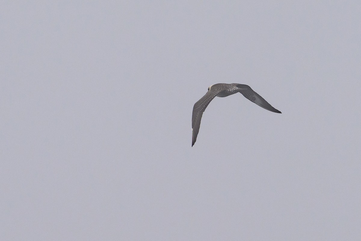 Long-tailed Jaeger - ML643439155