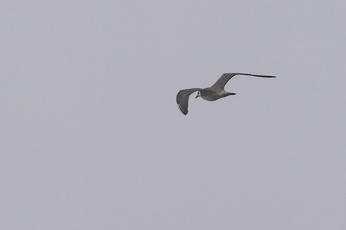 Long-tailed Jaeger - ML643439156