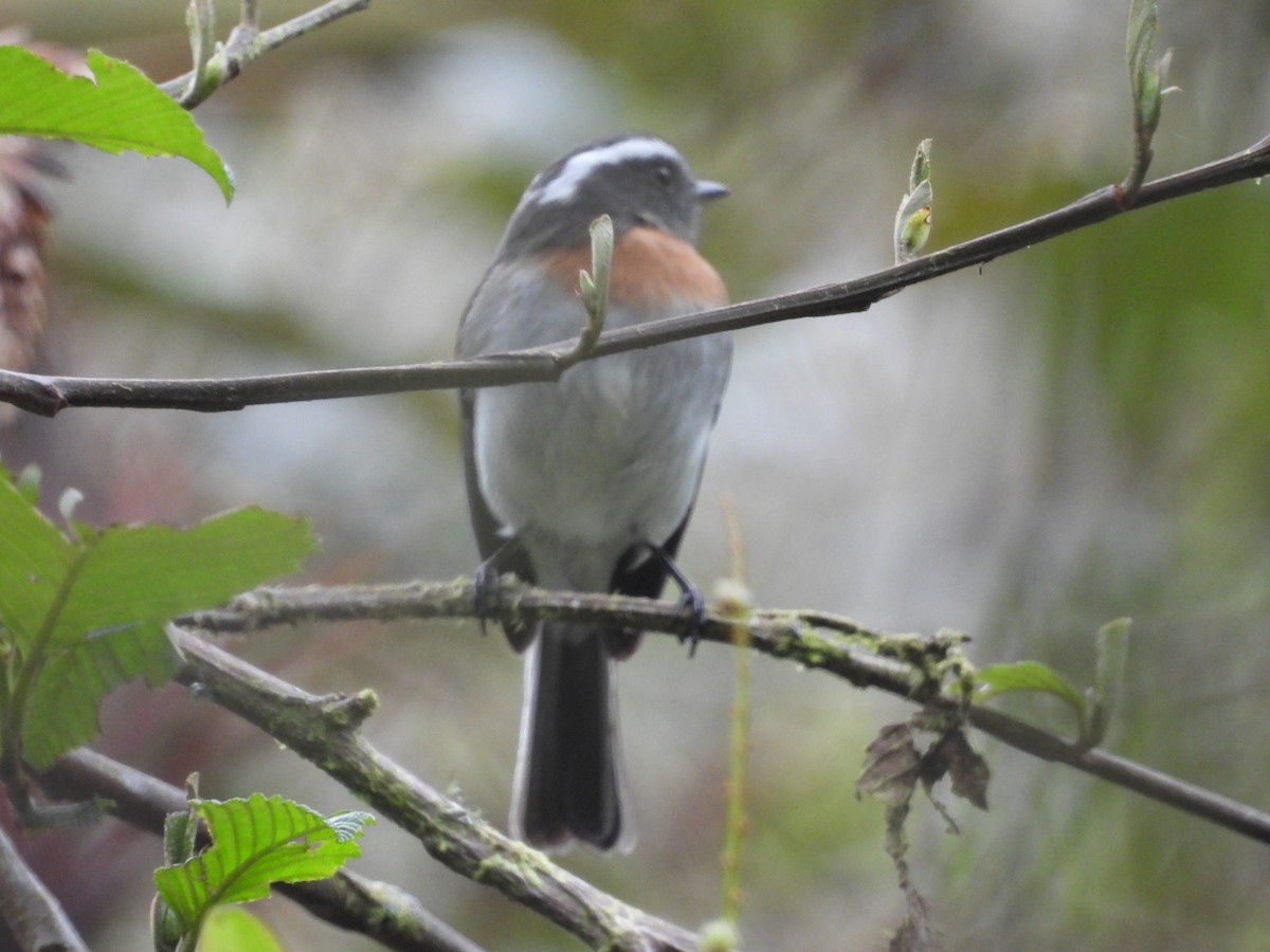 Rufous-breasted Chat-Tyrant - ML643439170