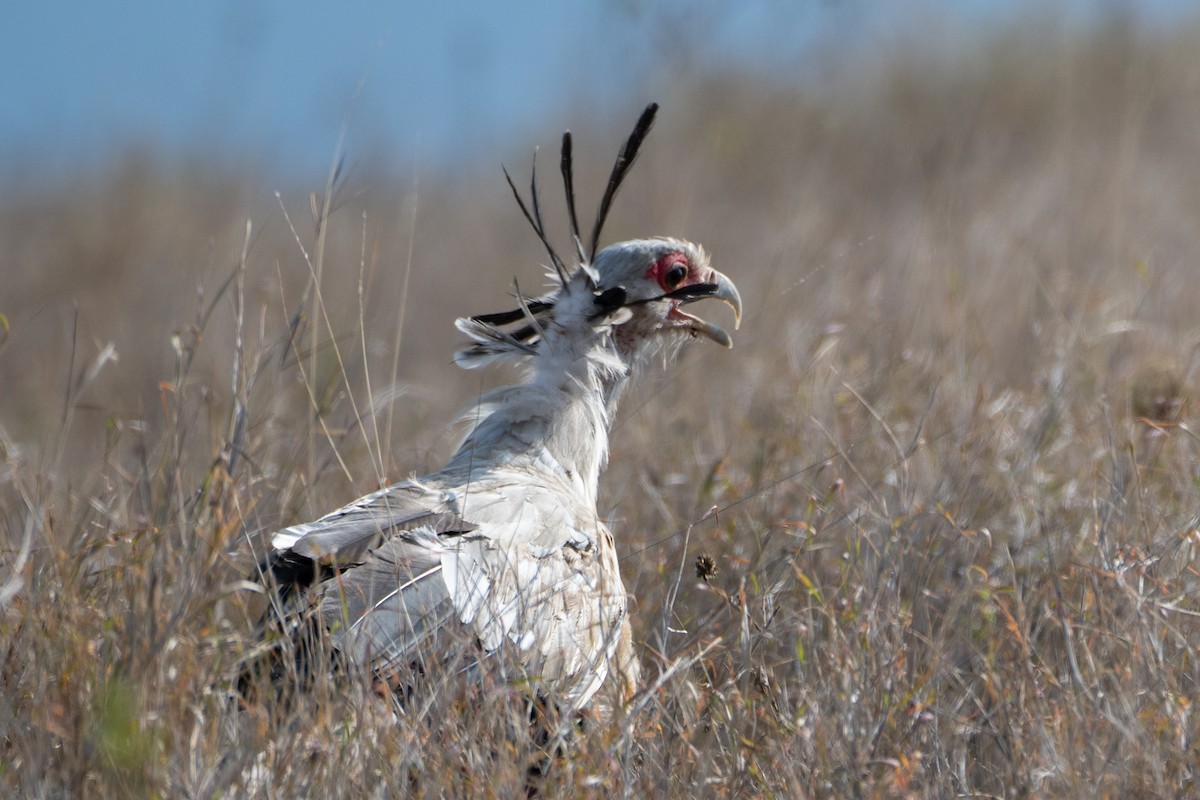 Secretarybird - ML643439177