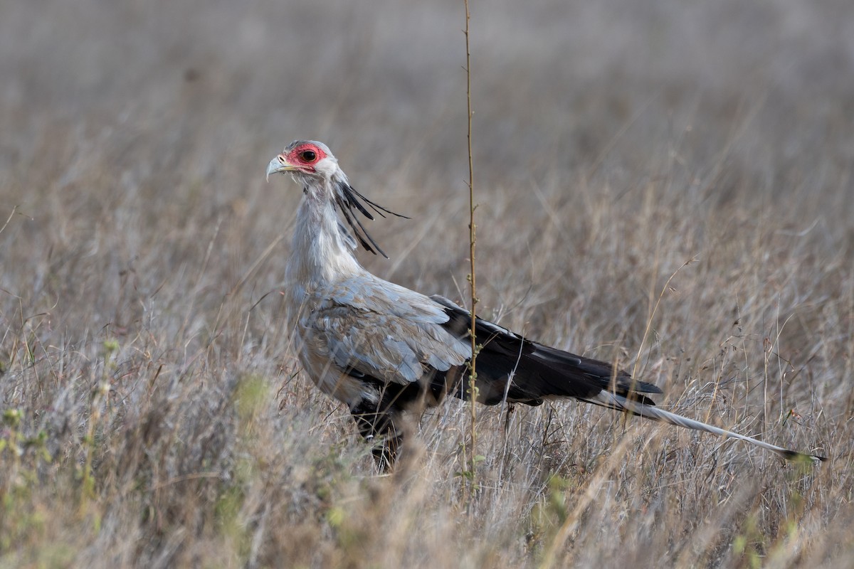 Secretarybird - ML643439178