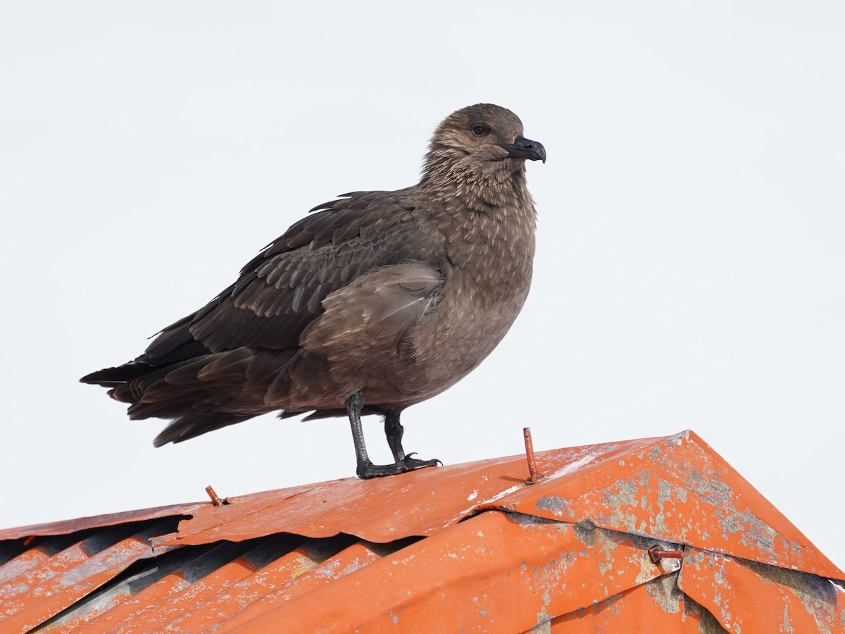 Brown Skua - ML643439191