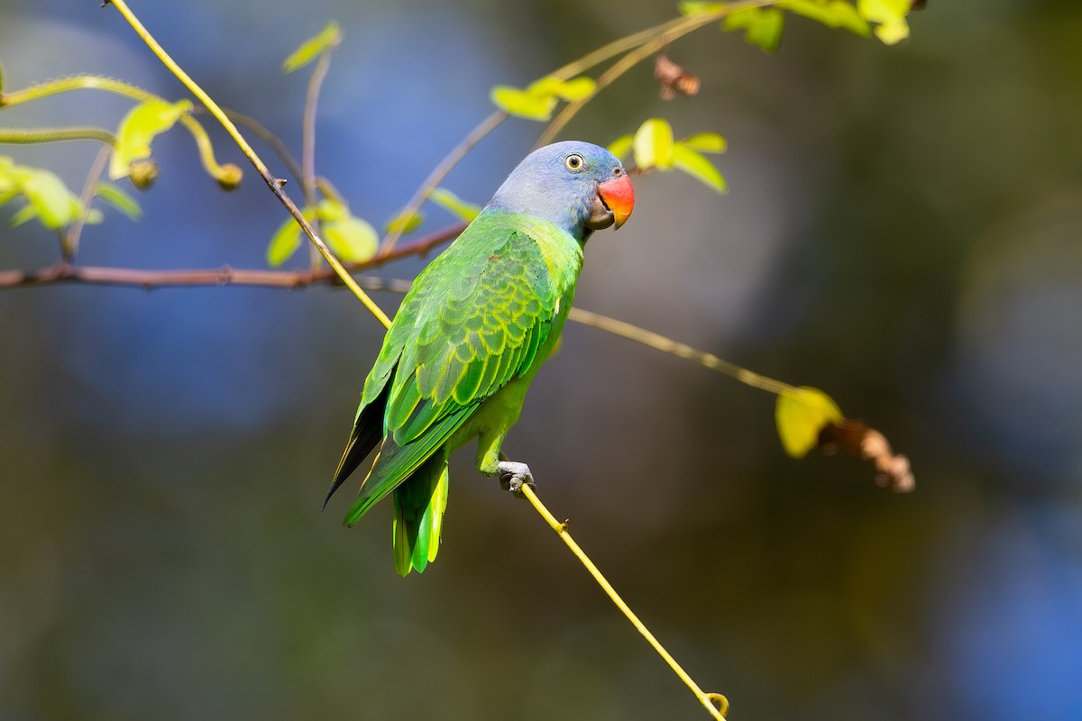 Simeulue Parrot - ML643439192