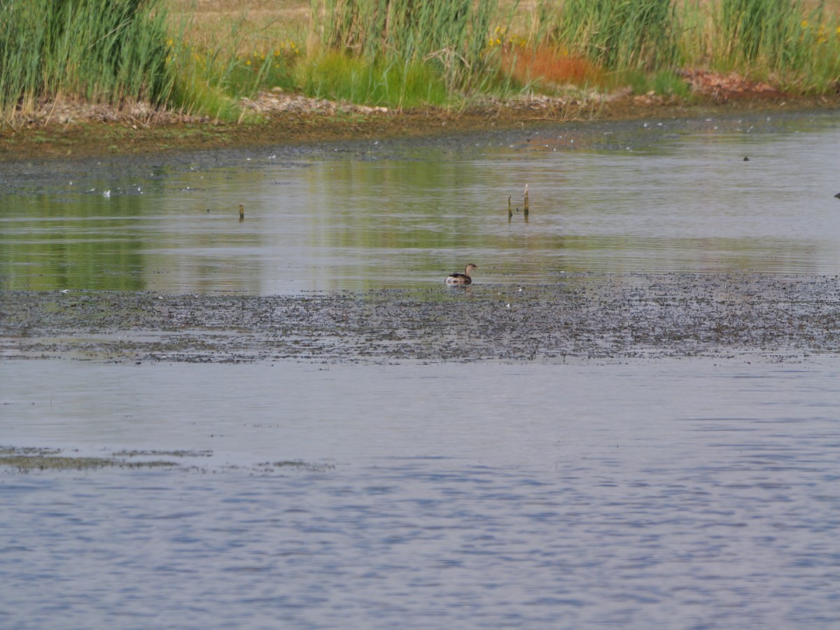 Pied-billed Grebe - ML643439193