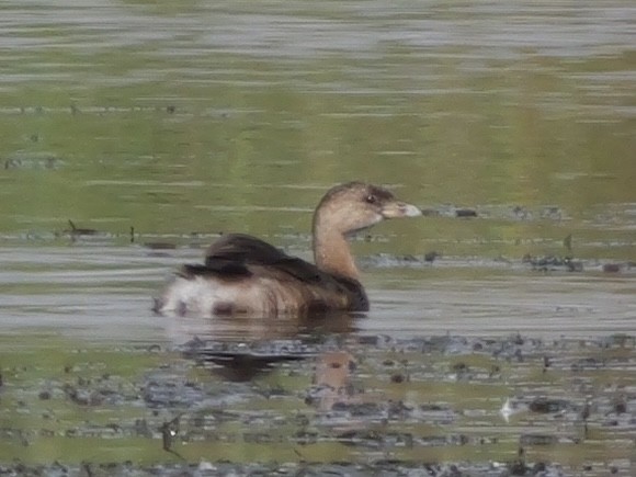 Pied-billed Grebe - ML643439201