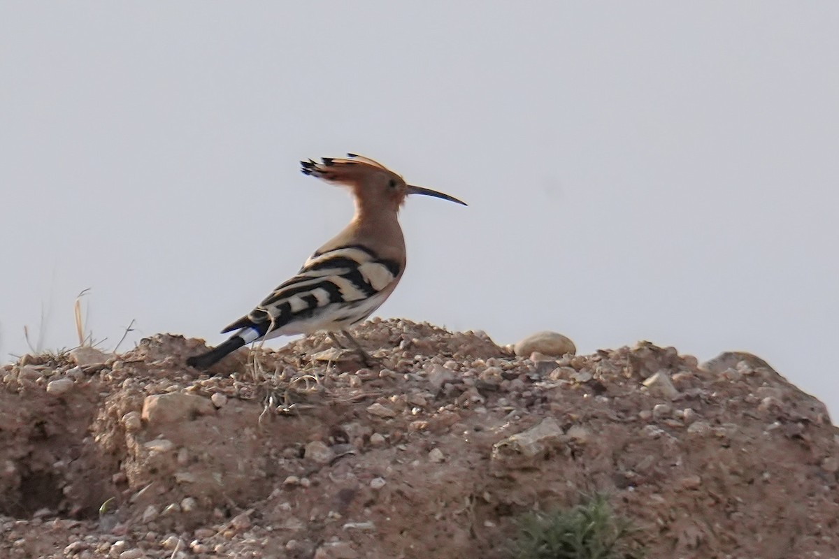 Common Hoopoe - ML643439206
