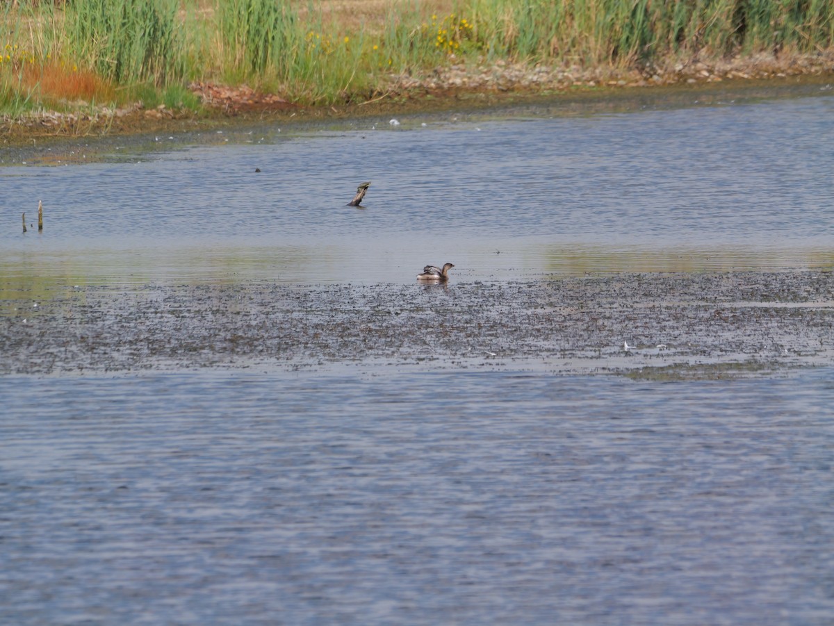 Pied-billed Grebe - ML643439207